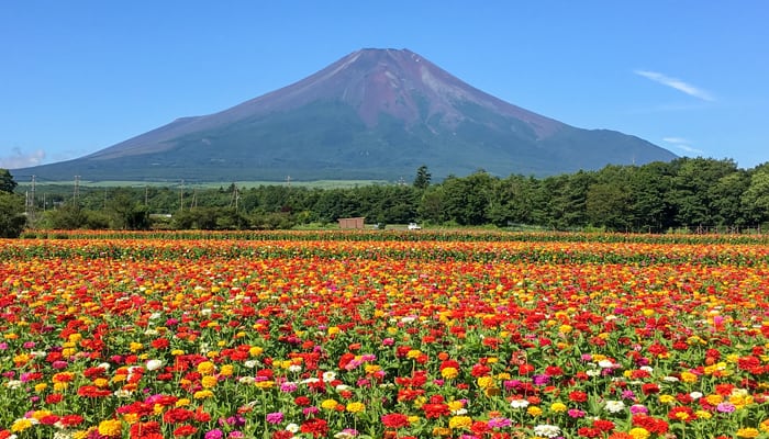 山中湖花の都公園